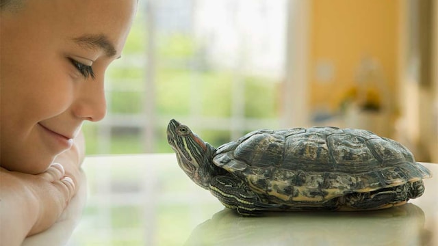tortugas