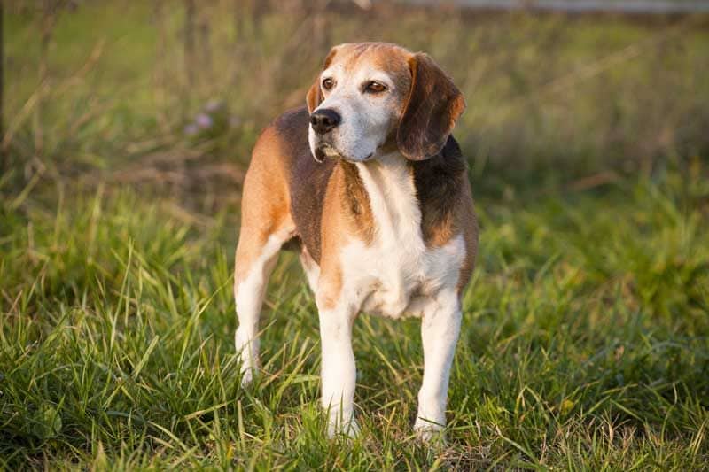 foxhound