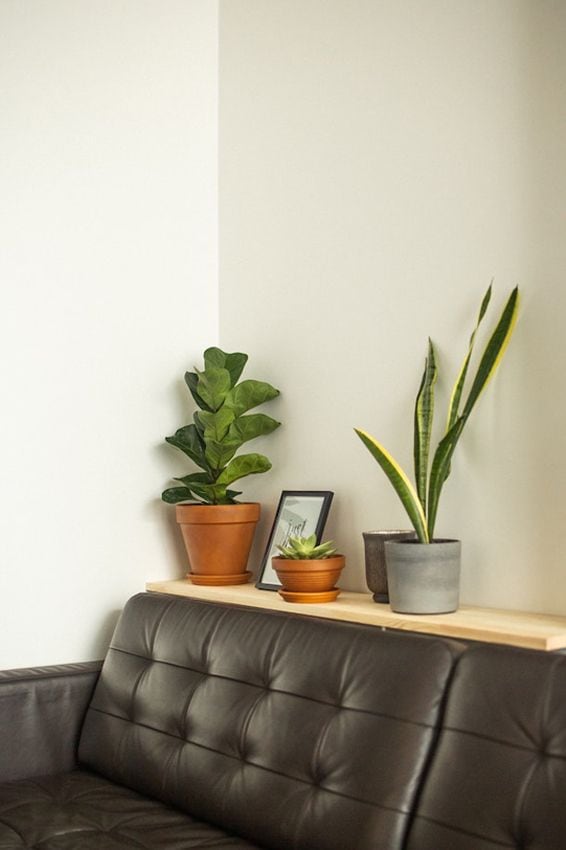 Sansevieria trifasciata cuidados 05