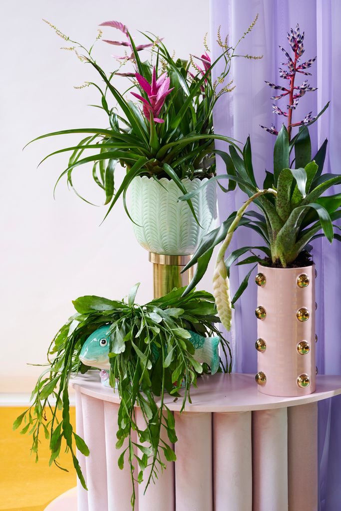 Plantas verdes, en macetas y floreros, en concreto Aechmea, Rhipsalis, Tillandsia, Vriesea y Zantedeschia