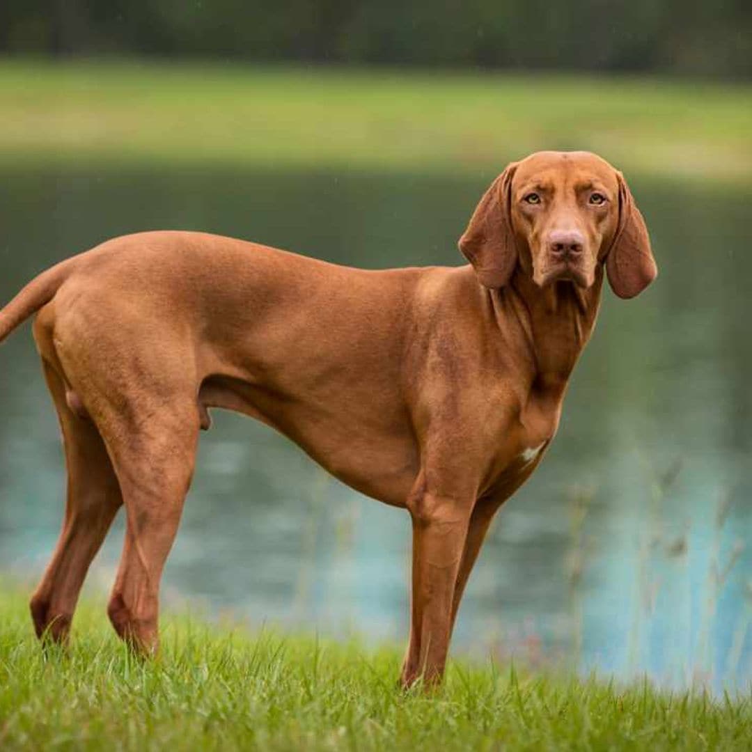 Así es el vizsla o braco húngaro, un perro muy activo e inteligente