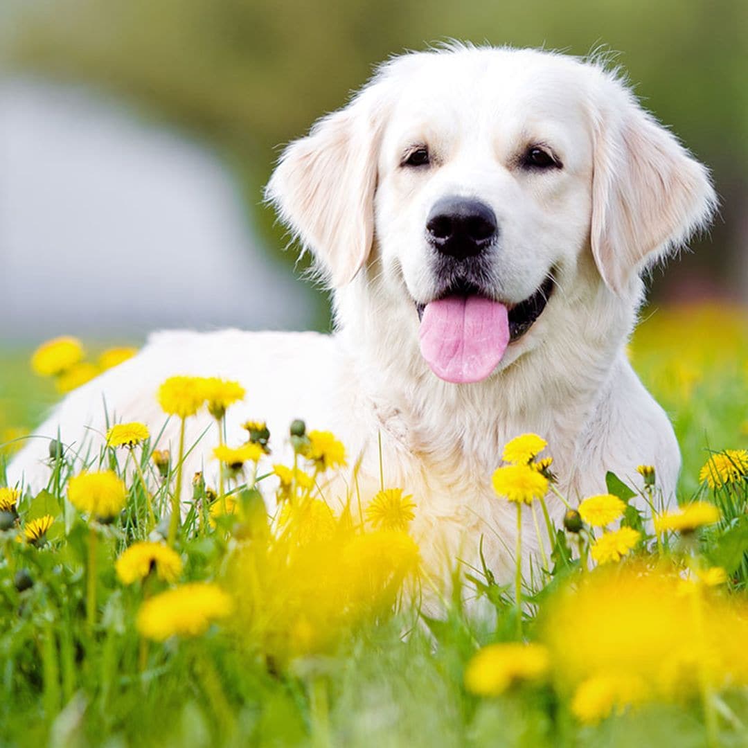¿Sabes qué razas de perro son más propensas a contraer parásitos?