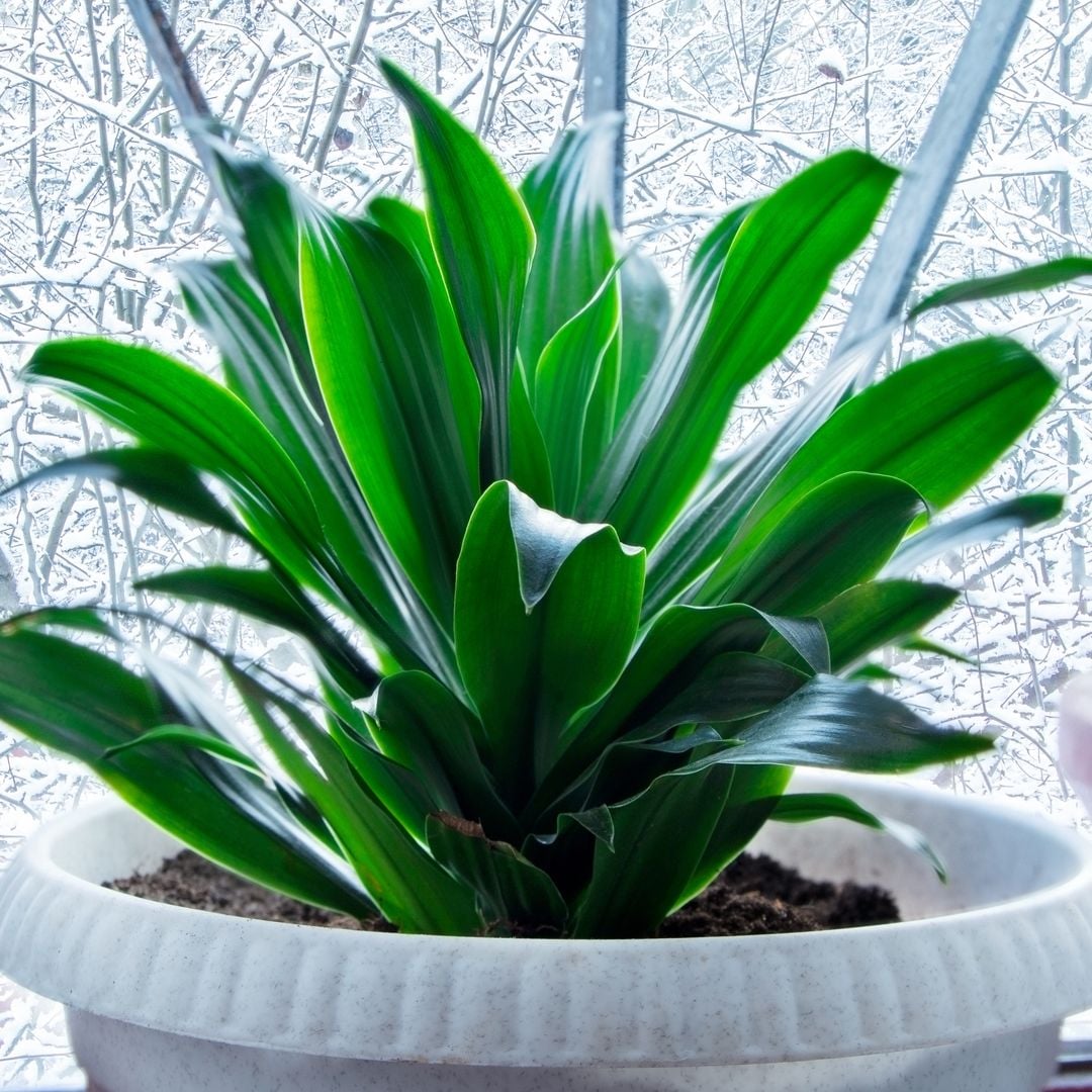 Aspidistra o planta de la abuela: cuidados y características de una especie casi 'inmortal'