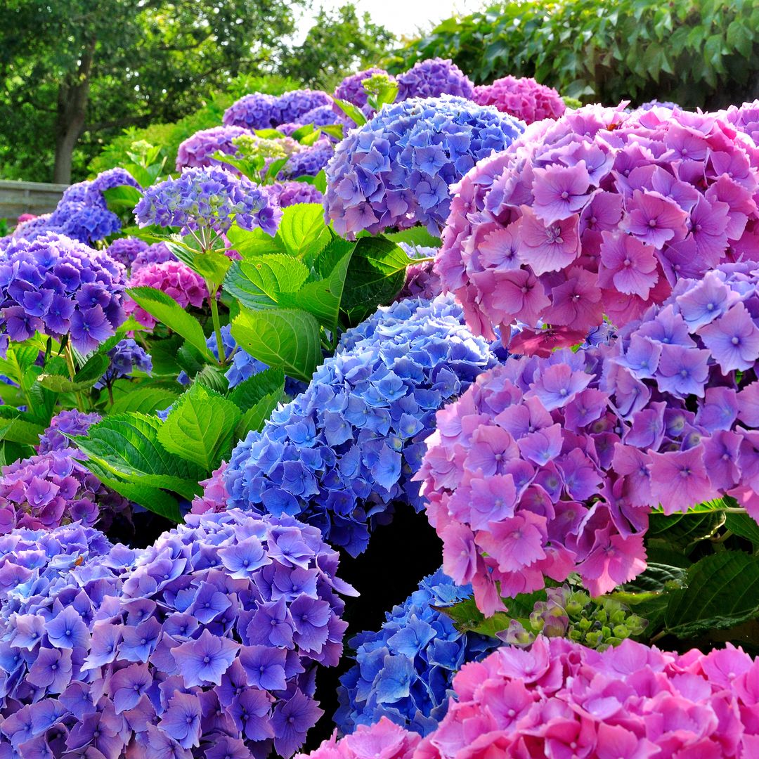 Cómo cultivar hortensias: trucos y cuidados para una flor con mucho significado